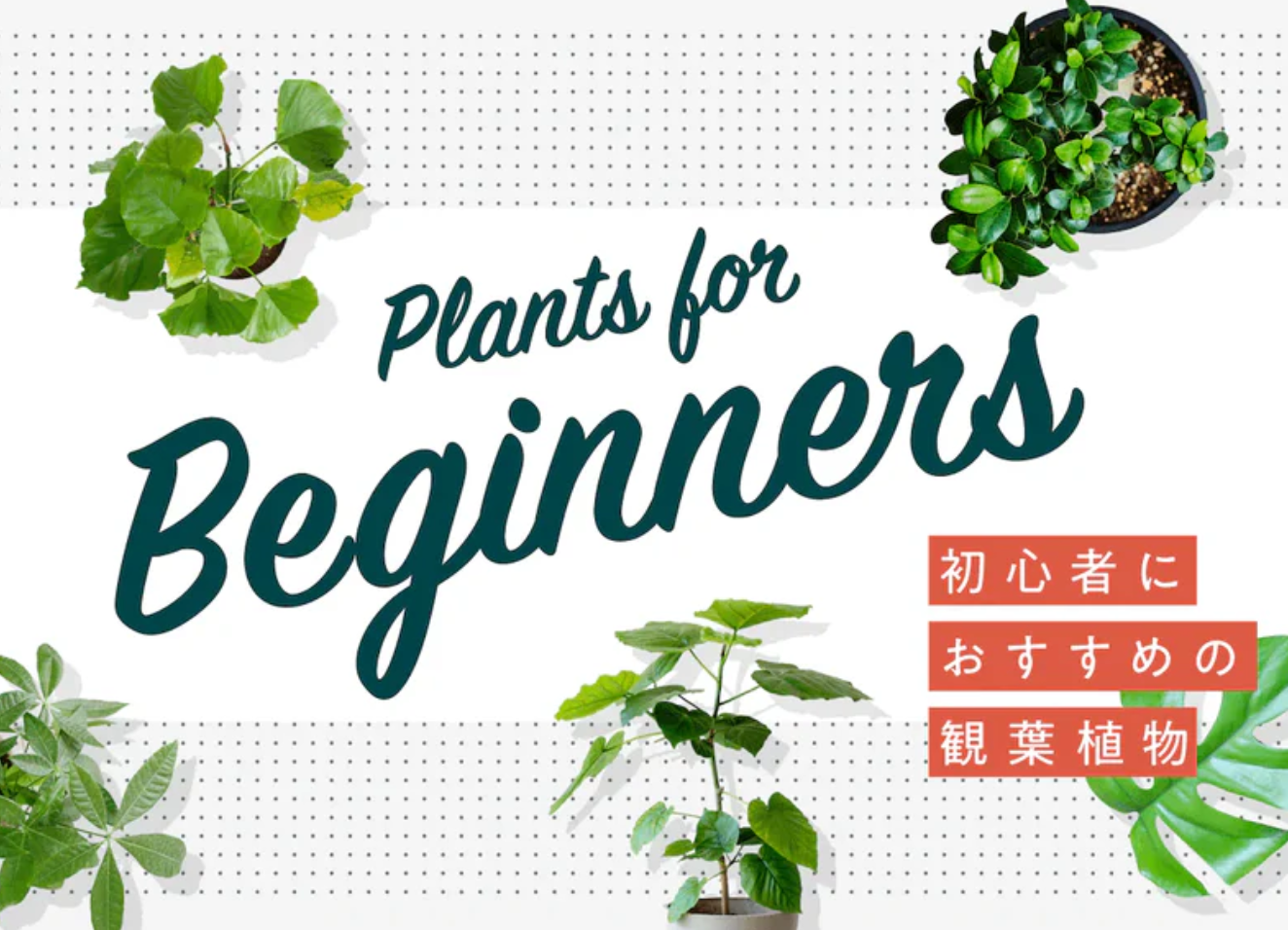 AND-PLANTS-アンドプランツ-観葉植物-お花の通販-09-03-2025_12_42_PM